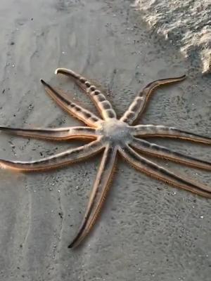 七个角的海星第一次见