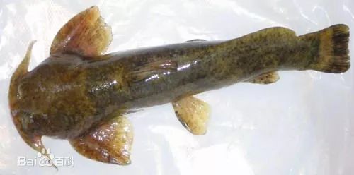 雅鲁藏布有一种鱼,还未遇见你已濒临灭绝!