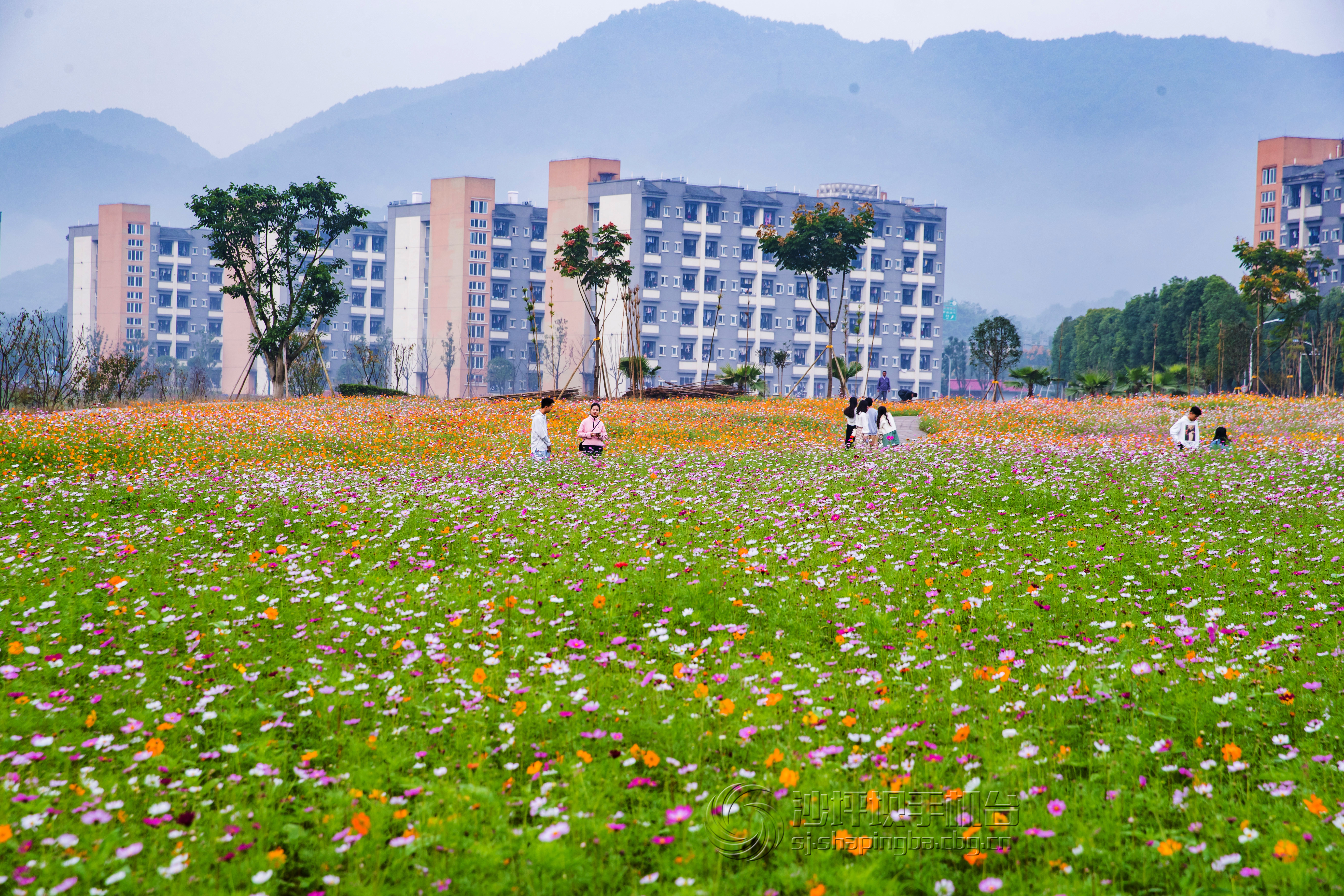 10月31日,在位于我区大学城的重庆商务职业学院,学生在花海中漫步赏花