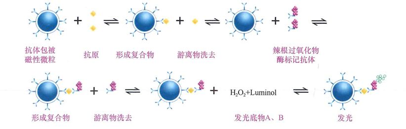 免疫诊断——化学发光免疫分析技术_检验