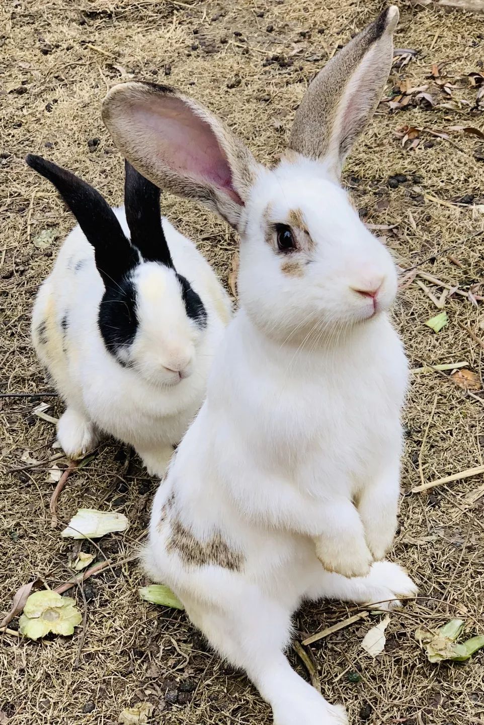 寻真问题研真现场记苏州市幼儿园园本教研观摩活动