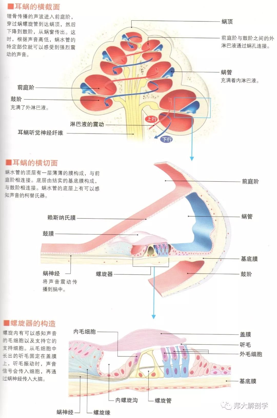 螺旋器解剖图图片