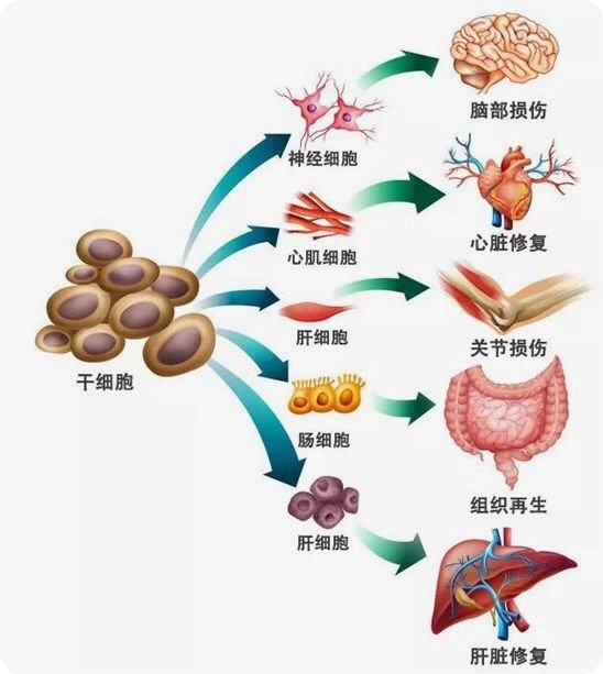 2 通过干细胞的分化和促进神经回路再生1