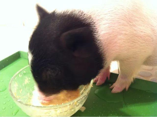 小姐姐买下宠物猪说好最多20斤结果半年后如今还长出了獠牙