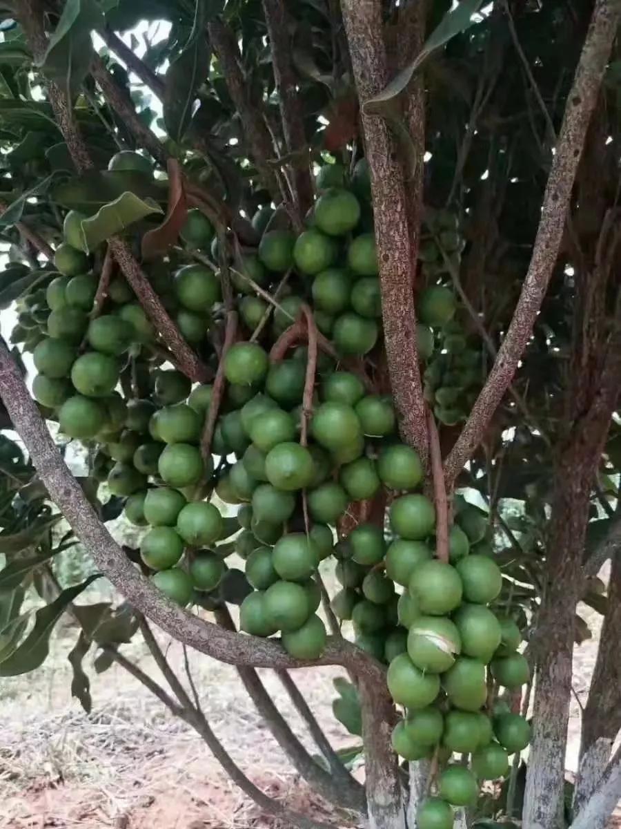 临沧与洽洽食品三只松鼠等企业建立合作让小坚果撬动大扶贫