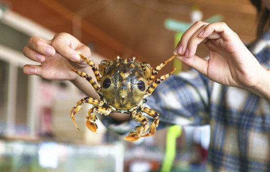 可遇不可求的海中珍品虎头蟹