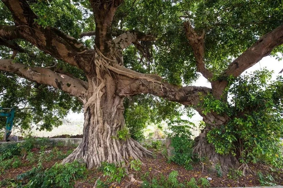 侯杰纯山湖与我独相栖朗读邹芯