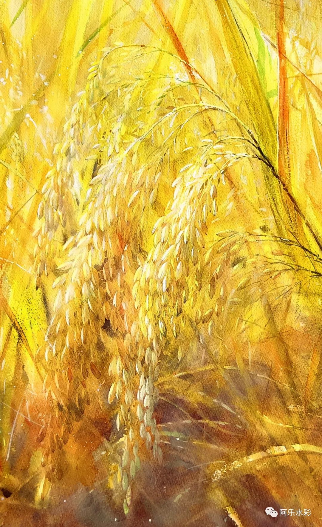 秋的尾声画一个水色斑斓的金色稻穗