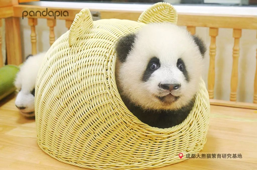 我一见你就笑,你那憨憨表情太美妙!