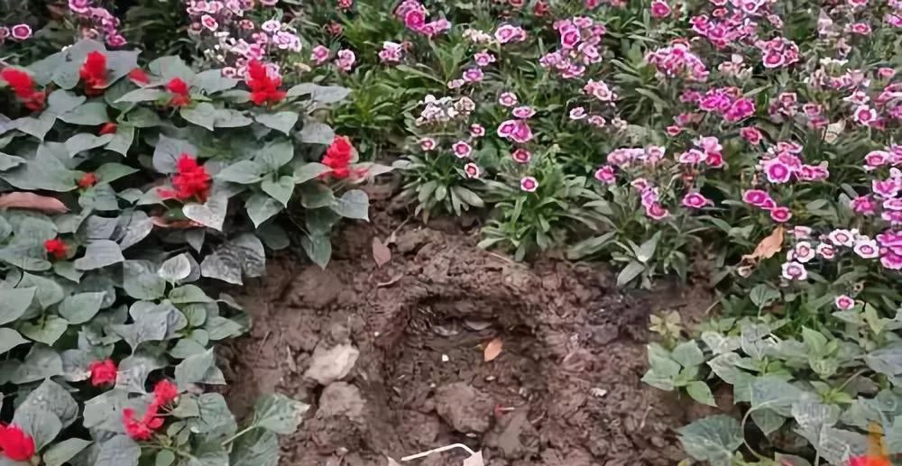 广场"采花大盗"偷扯景观花卉,而且竟然有50余人!