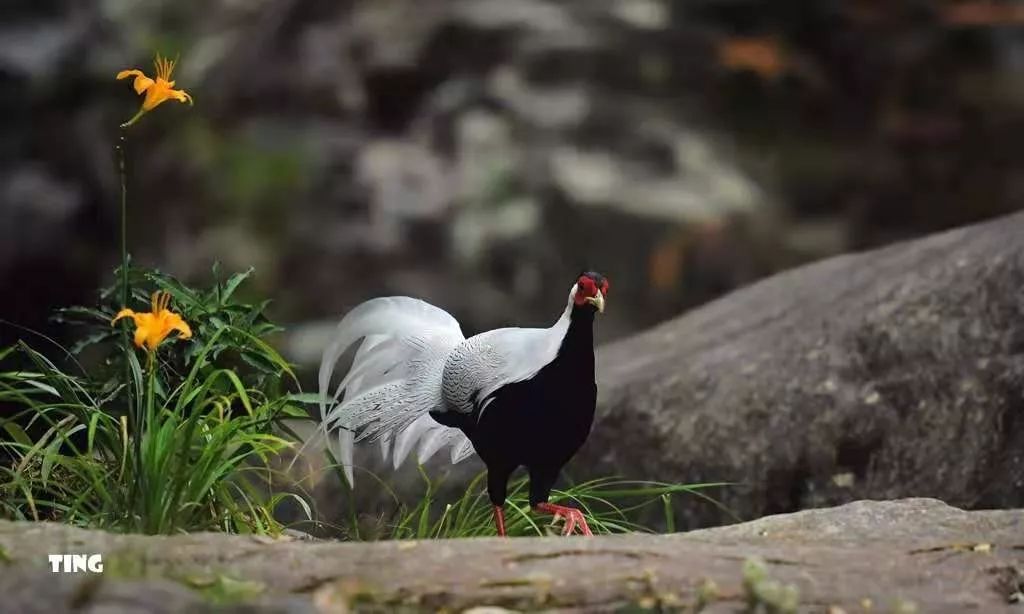 白鷳一種大型雞類觀賞鳥