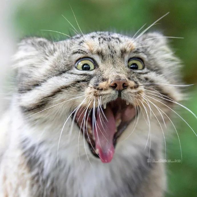 铁憨憨兔狲,每天不是卖萌就是偷窥对面的小熊猫