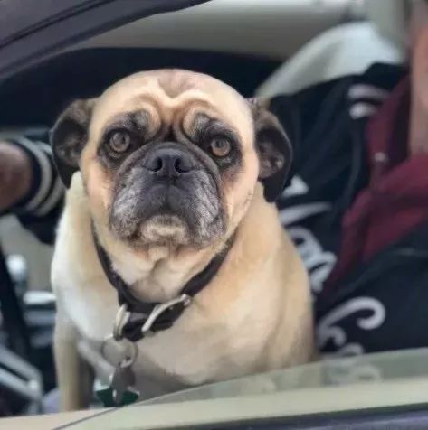 车子里突然探出一只狗头这位网友的经历让无数人羡慕