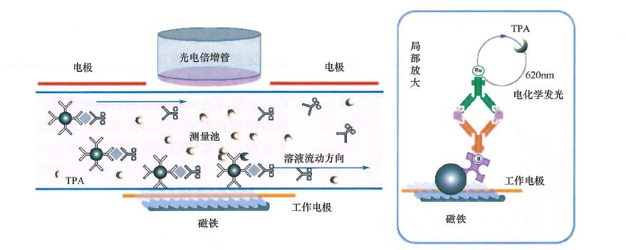 免疫诊断——化学发光免疫分析技术_检验