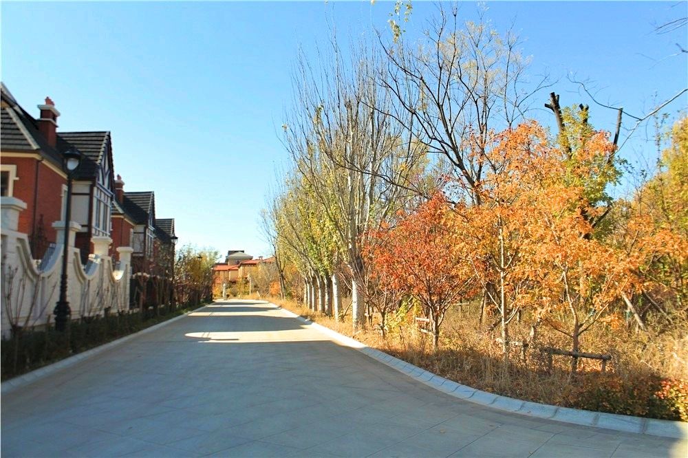 满阶红枫一树金黄秋色最浓处首开提香湾