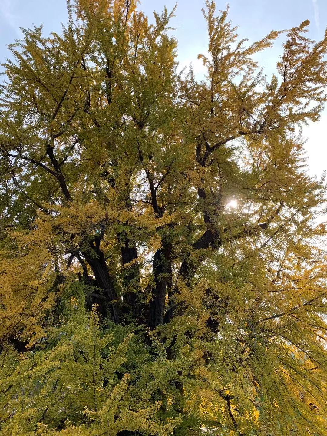 老观音禅寺1400年银杏树,赏秋好去处!