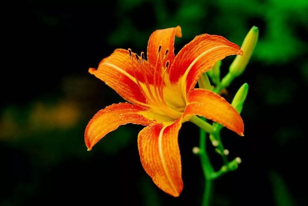 萱草的寓意和象征(养好萱草的要点)-花因美