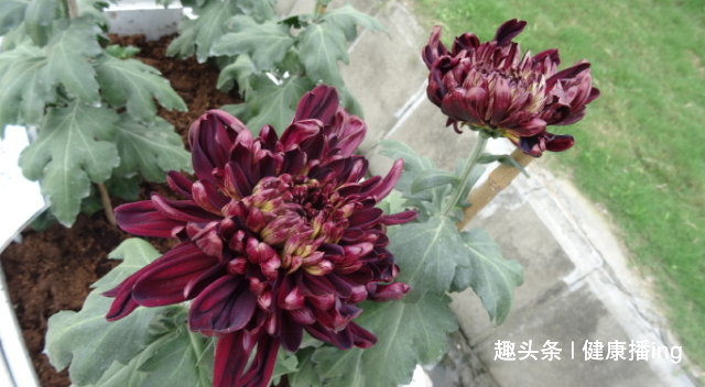 喜欢菊花不如养盆优良名菊墨荷雍容端庄高贵优雅