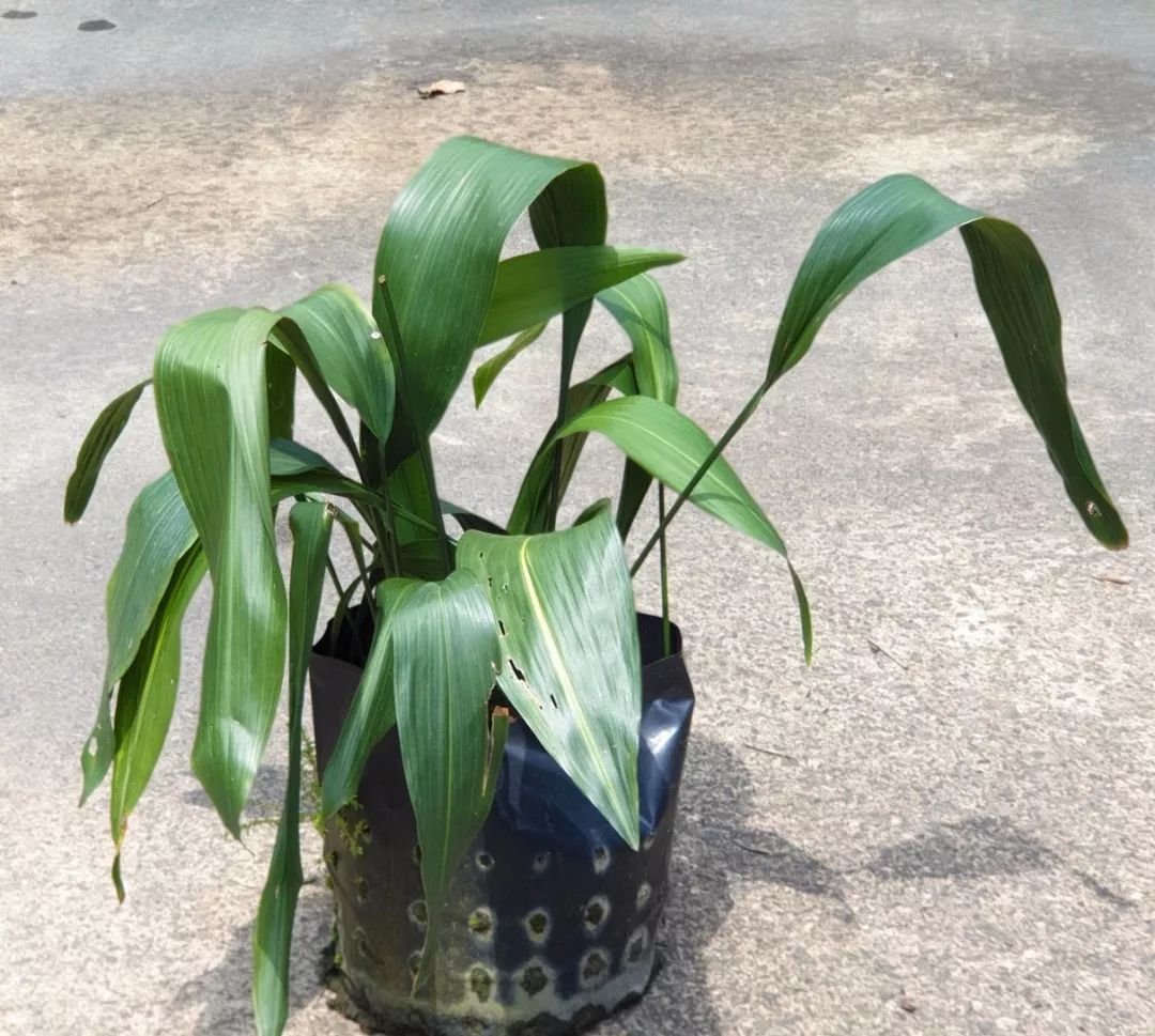 极少开花的一叶兰耐阴耐旱的观叶植物为什么有这么多人喜欢