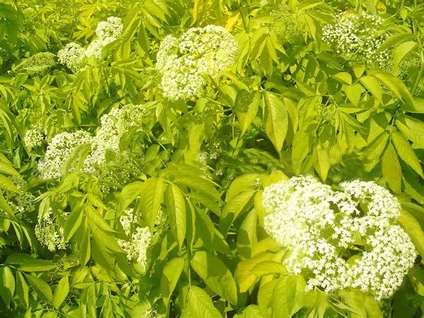 这6种珍贵的花灌木,绿化美化少不了-搜狐大视野-搜狐新闻