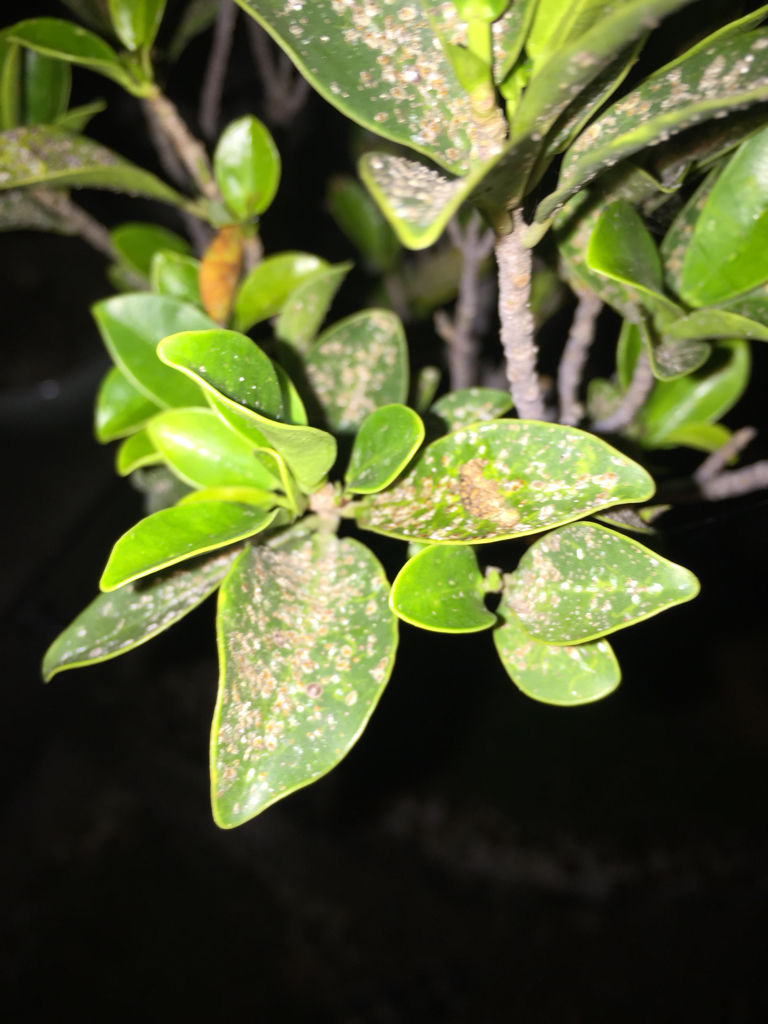 蚧壳虫危害四, 榕树的施肥管理每一种花卉,一年中的生长都分为,发芽期