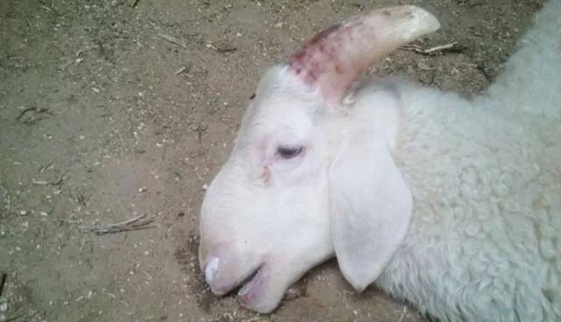 为什么打了口蹄疫疫苗还得口蹄疫