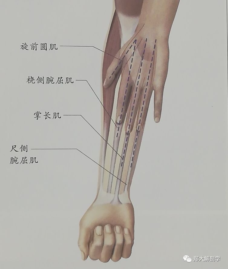 肘部局部觸診內側外側