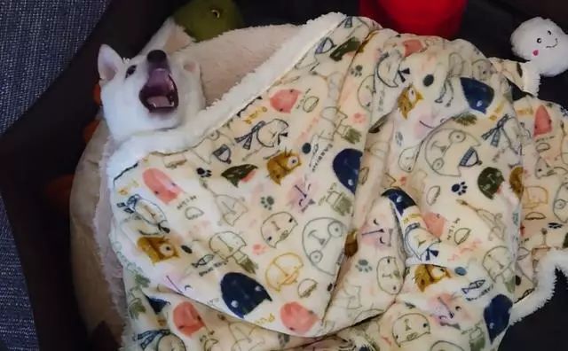 "一条小被子不断窜动,一时还看不出里头究竟是哪位小可爱,10秒钟后一