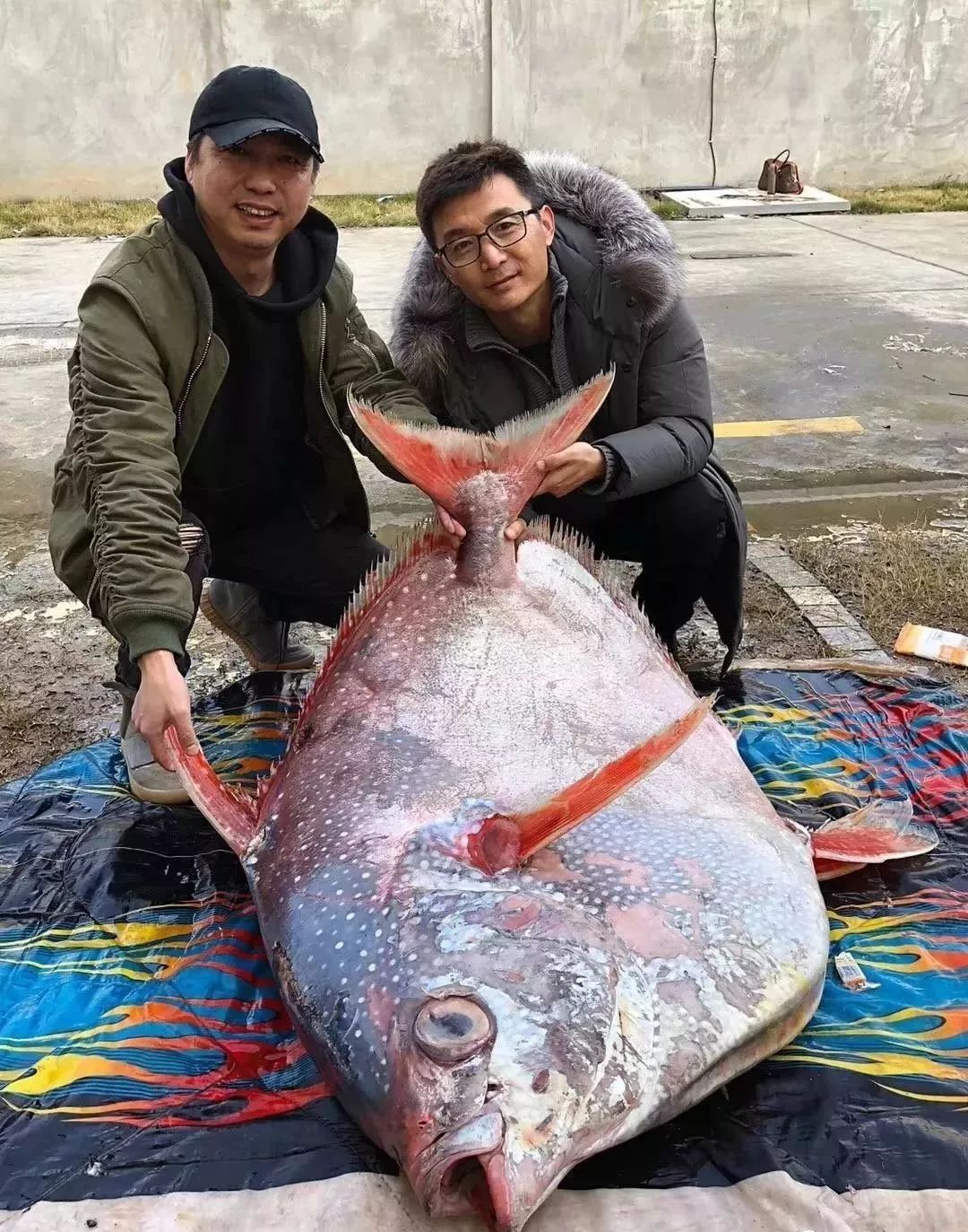 速速围观浙江一渔民捕获超长带鱼王鱼比人还高