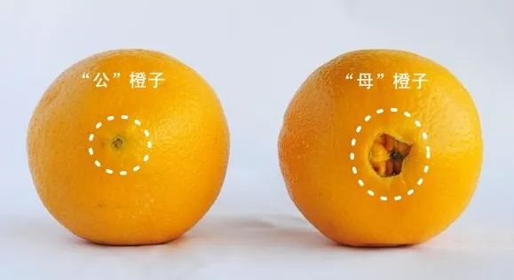 生活丨水果要挑母的吃真相是公水果并不存在