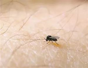 蠓虫不萌还很猛绝招防蠓学起来