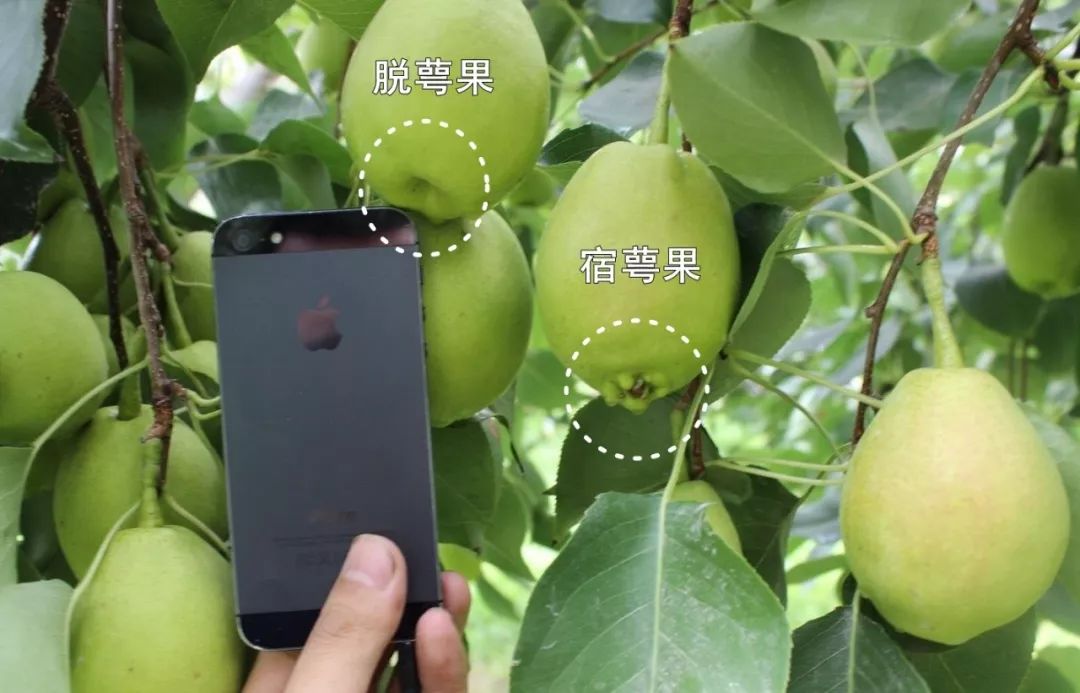 生活丨水果要挑母的吃真相是公水果并不存在