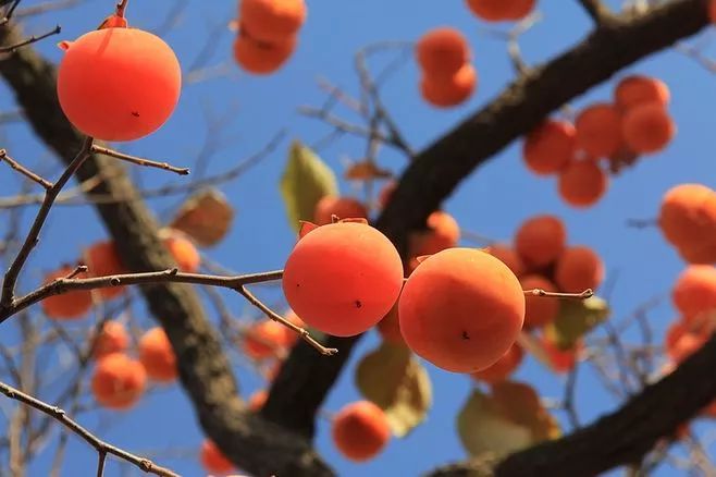 柿子红了,"柿柿"如意