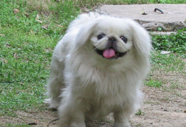 京巴——快被遗忘的中国名犬_小时候