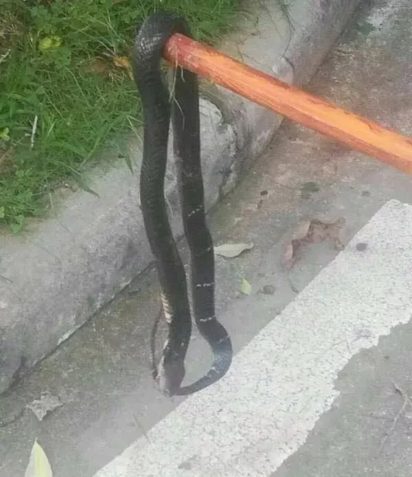 当心广东多所高校又又又出现蛇