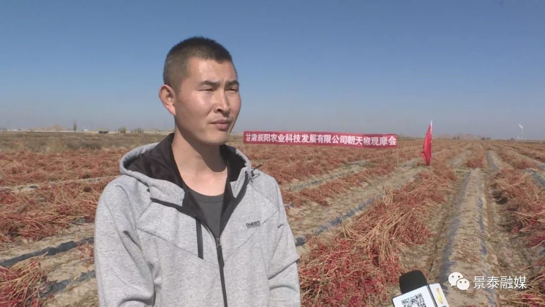 年试验种植,在2019年我们选种了最适合景泰规模化种植的大果朝天椒