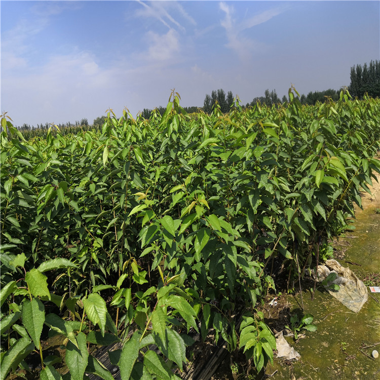 11.5 三公分矮化樱桃树苗给客户起苗装车_种植