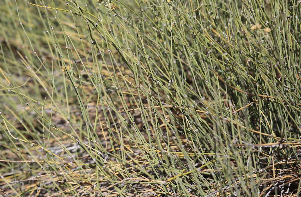 如下两图是秋冬季的麻黄草