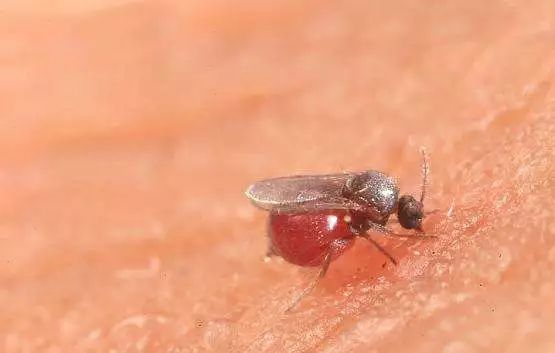 蠓虫不萌还很猛绝招防蠓学起来