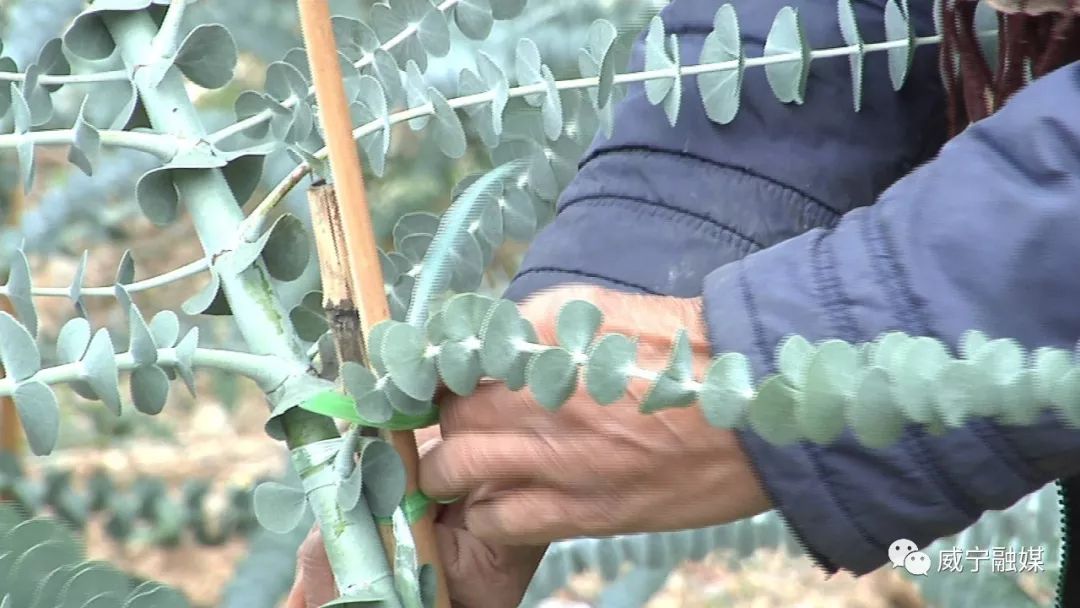 脱贫攻坚的钱串子威宁引进种植尤加利铜钱桉