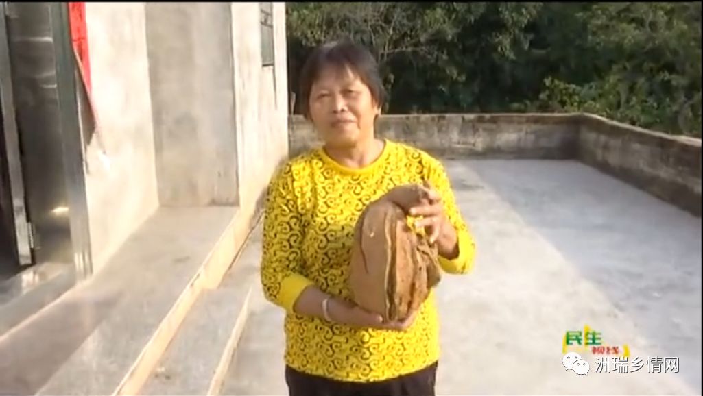 高陂银滩田婶种出8斤重番薯!居然生长在