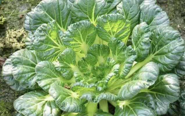 南方秋冬必备蔬菜——乌塌菜,农友们现在种还来得及