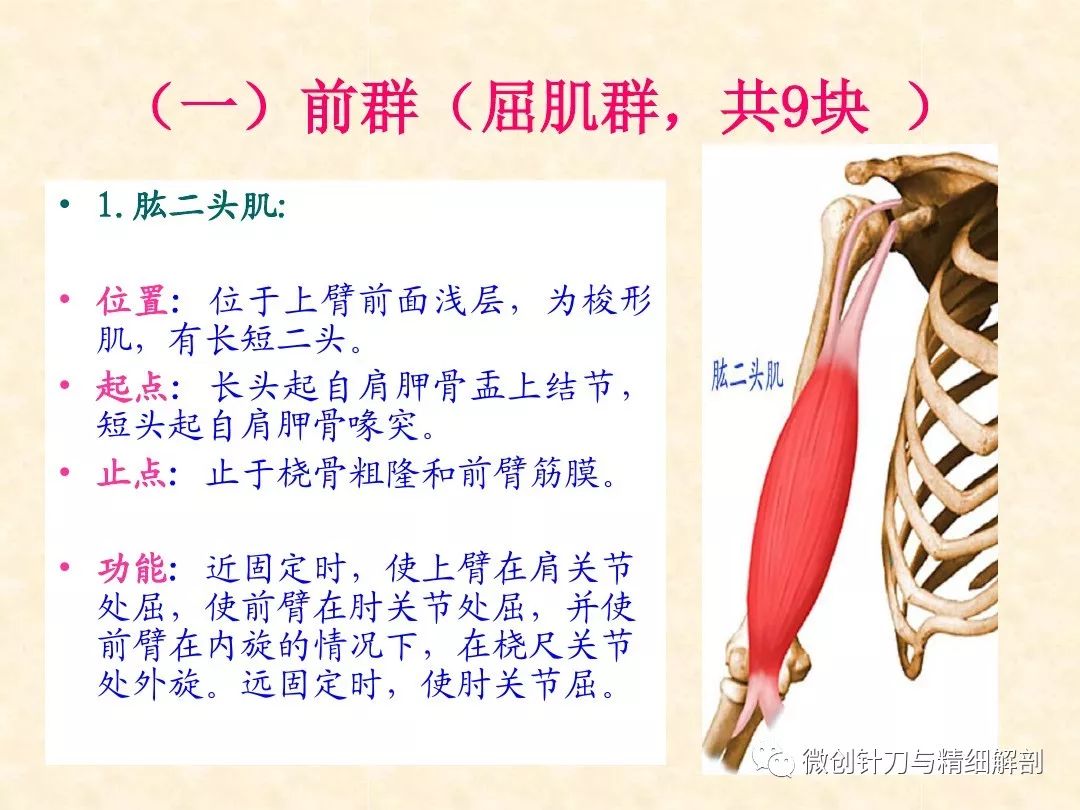 干货课件人体上肢精细解剖一览