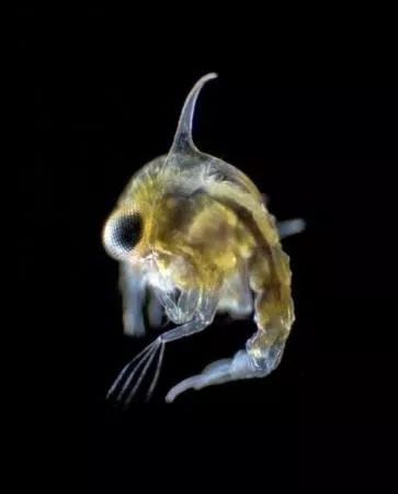 是杂食类生物,主要以海藻为食,但是他们对于虫类,微生物,甚至是腐肉