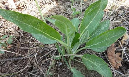 山野菜品种大全会吃也可以身体健康