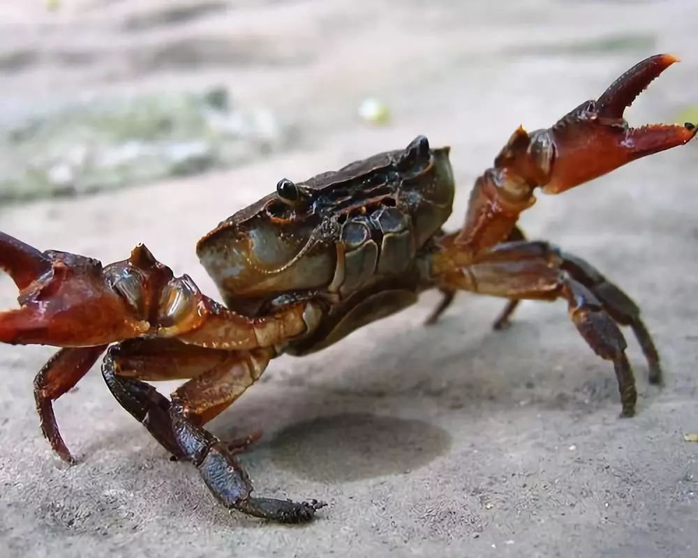 海洋之窗丨年轻人,你们对螃蟹一无所知!_沙蟹
