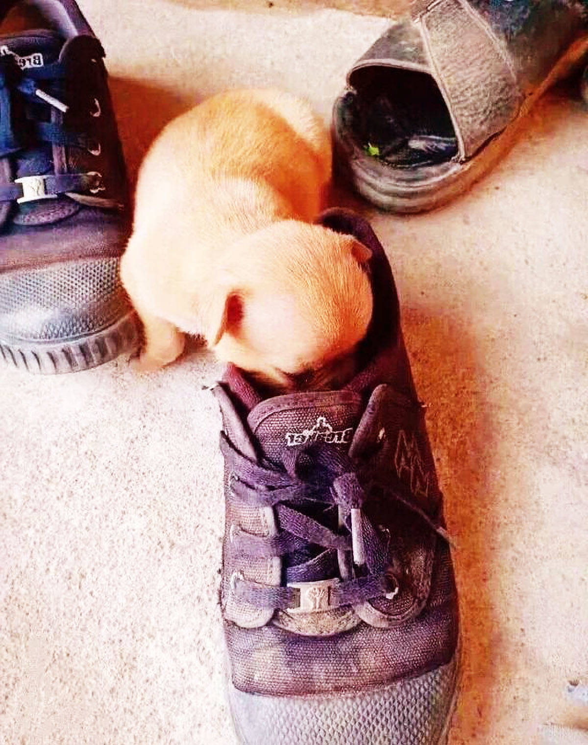 小狗以为主人鞋里有美味,竟将脑袋埋进去,下一秒让人笑出鼻涕泡