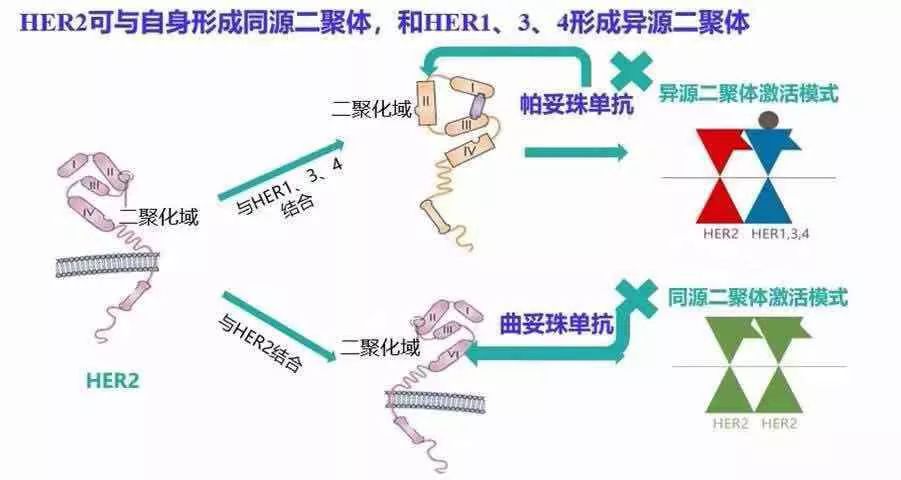 78随着抗her2乳腺癌靶向药的问世,赫赛汀(通用名曲妥珠单抗)成为了
