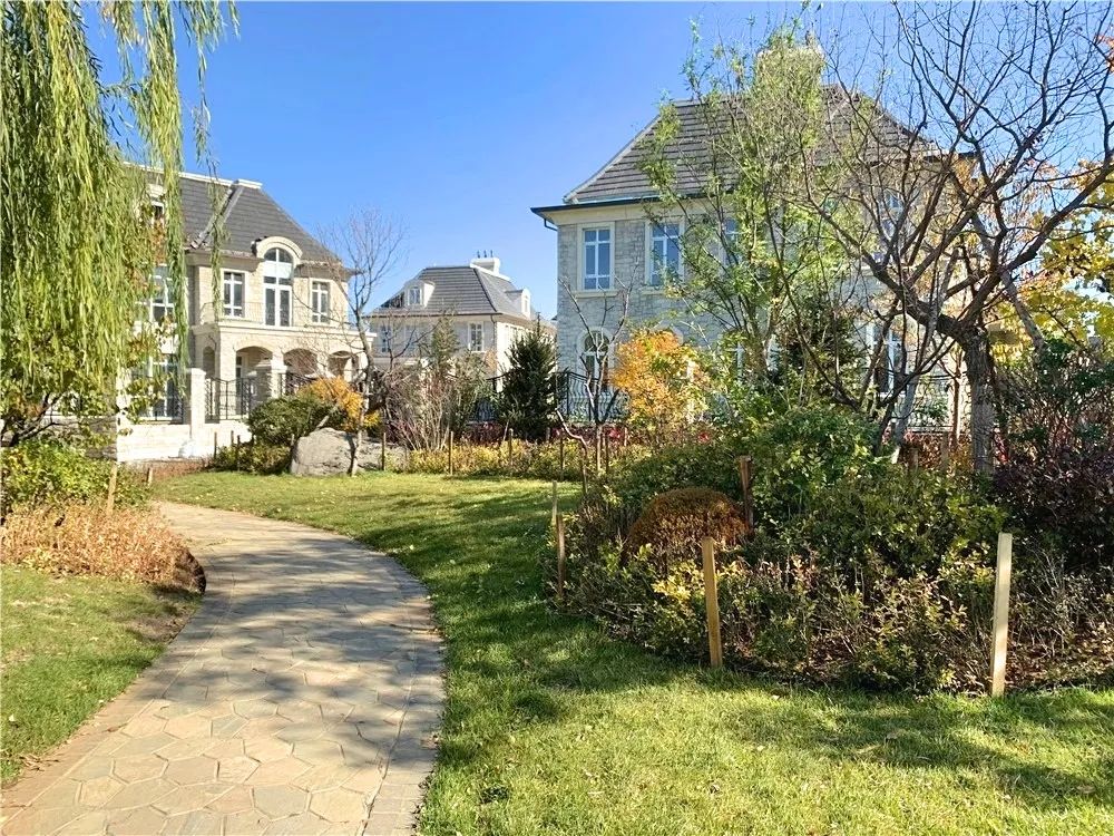 满阶红枫一树金黄秋色最浓处首开提香湾