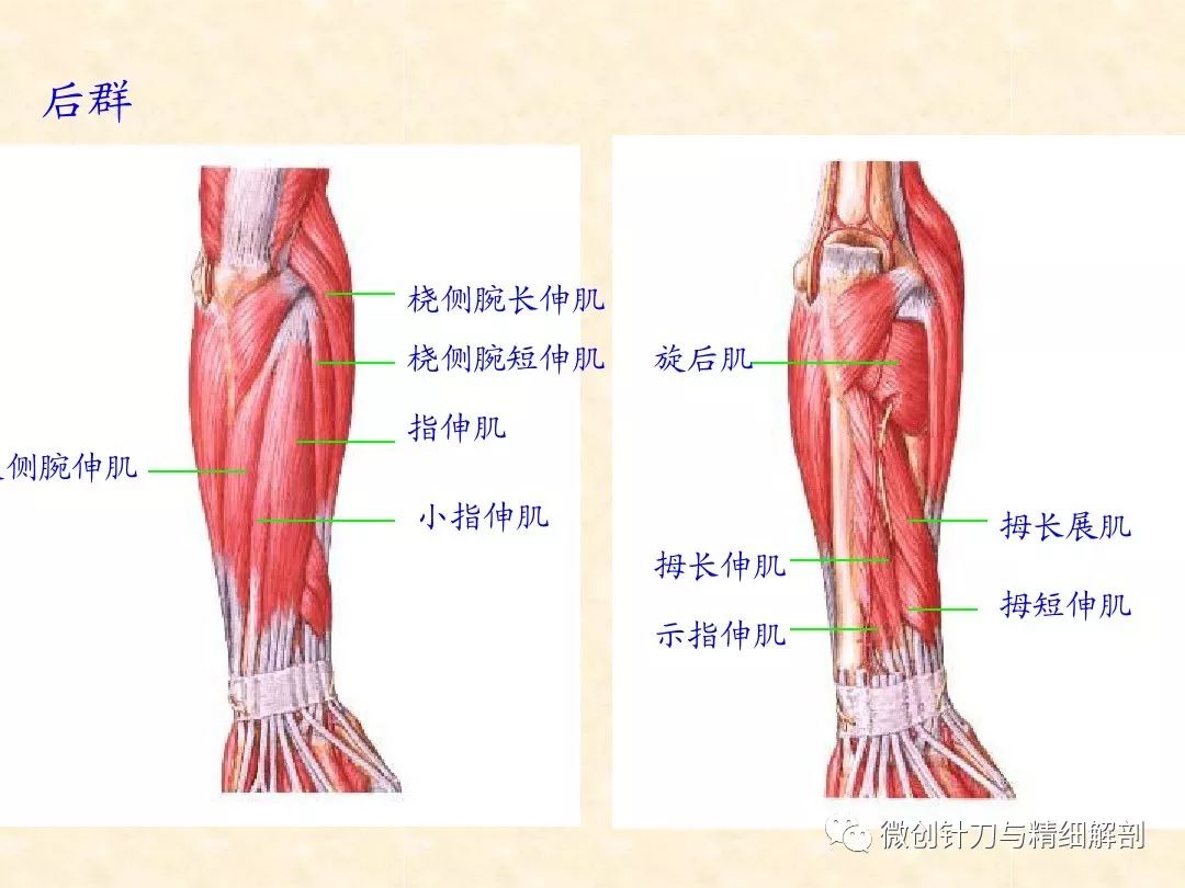 上肢包括哪些图片